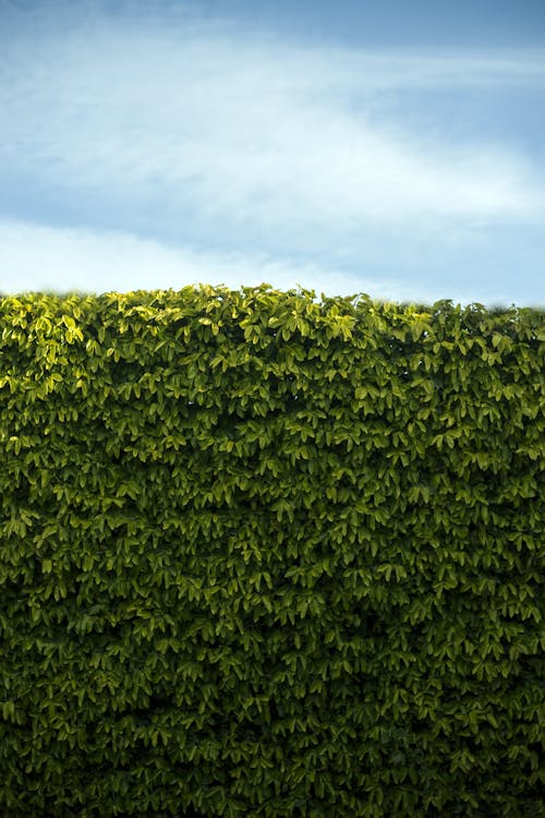 Green garden living fence on summer day