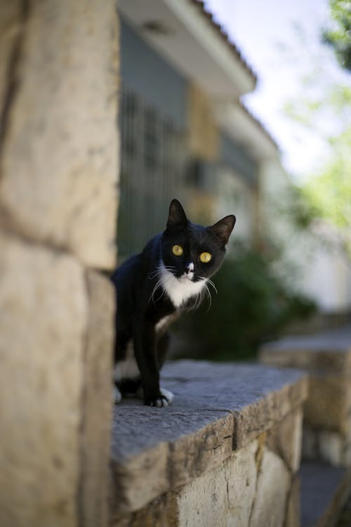 Funny curious black kitten with white neck peeking out stone wall on sunny street