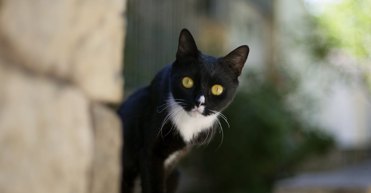 Free stock photo of big eyes, cat, pet portrait