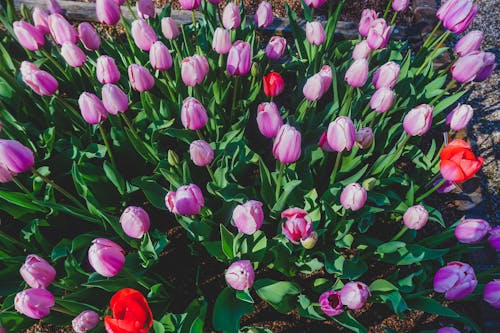 꽃, 보라색, 봄의 무료 스톡 사진