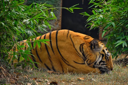 Free A Bengal tiger peacefully resting in its naturalistic habitat at Bhubaneswar Zoo, India. Stock Photo