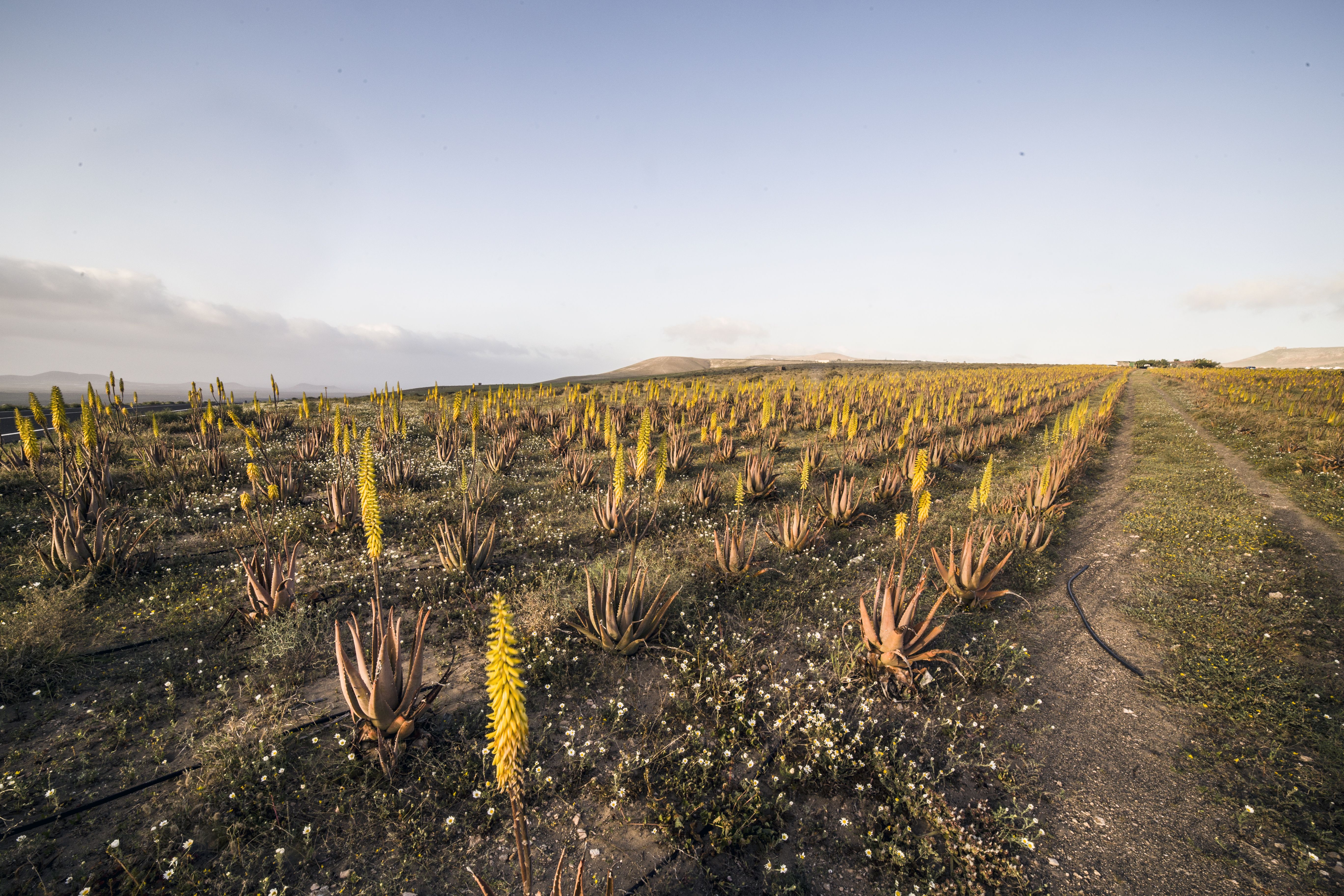 Rijen aloëplanten op een veld — met de hand geoogst voor Forever Aloe Vera Gel