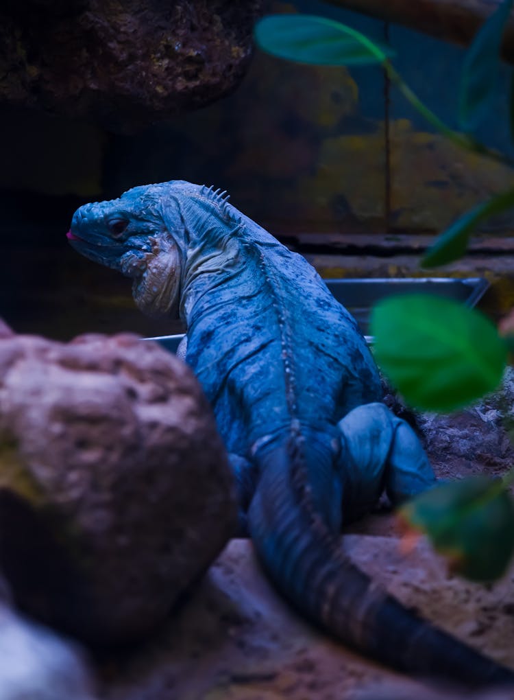 Cyclura Lewisi Lizard Under Artificial Light Of Terrarium