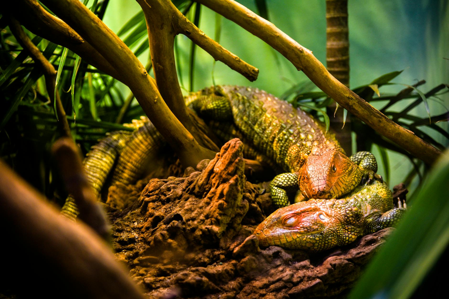 Close-Up Photo Of Reptiles · Free Stock Photo
