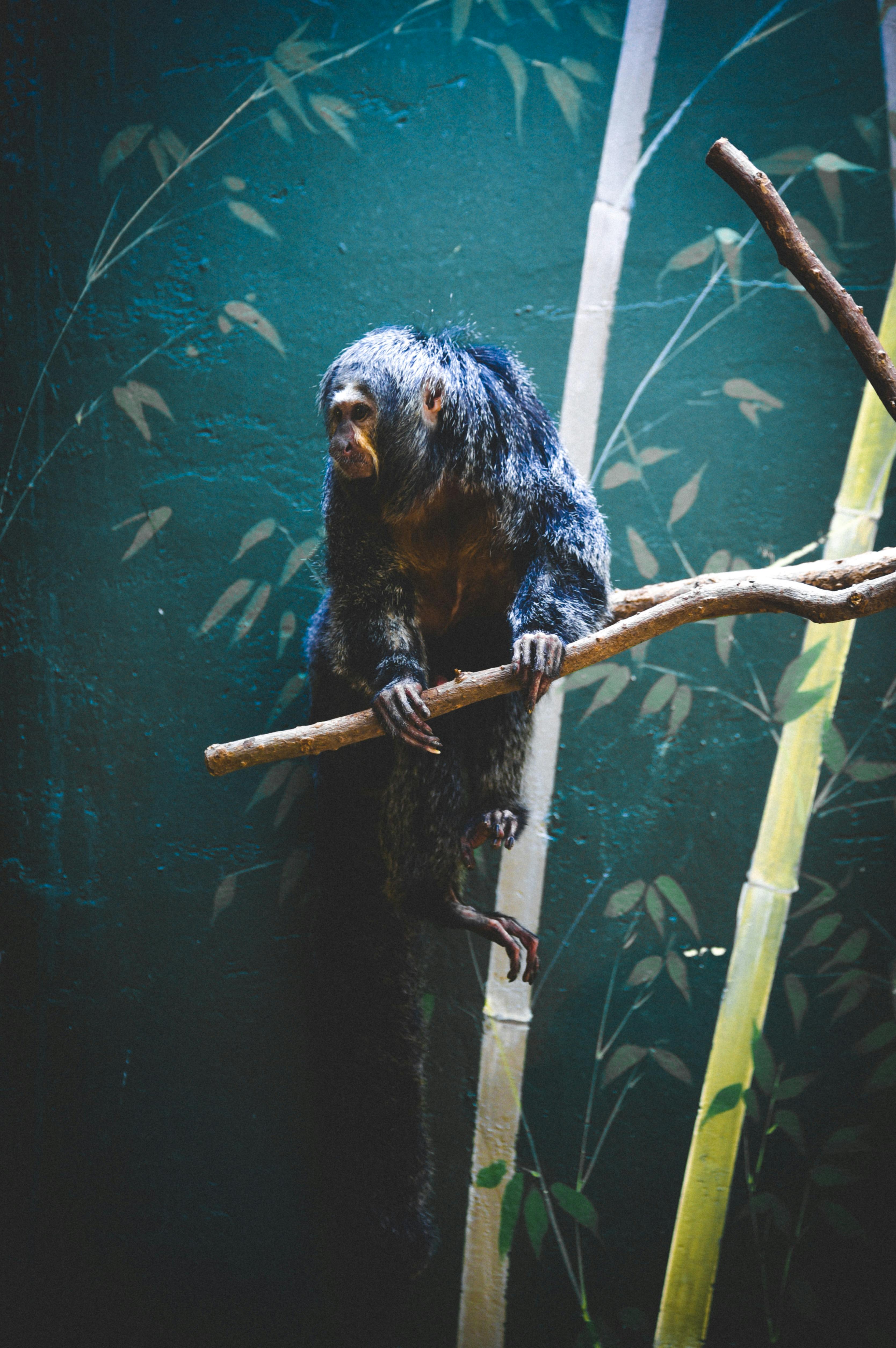 curious monkey sitting on tree branch and observing territory