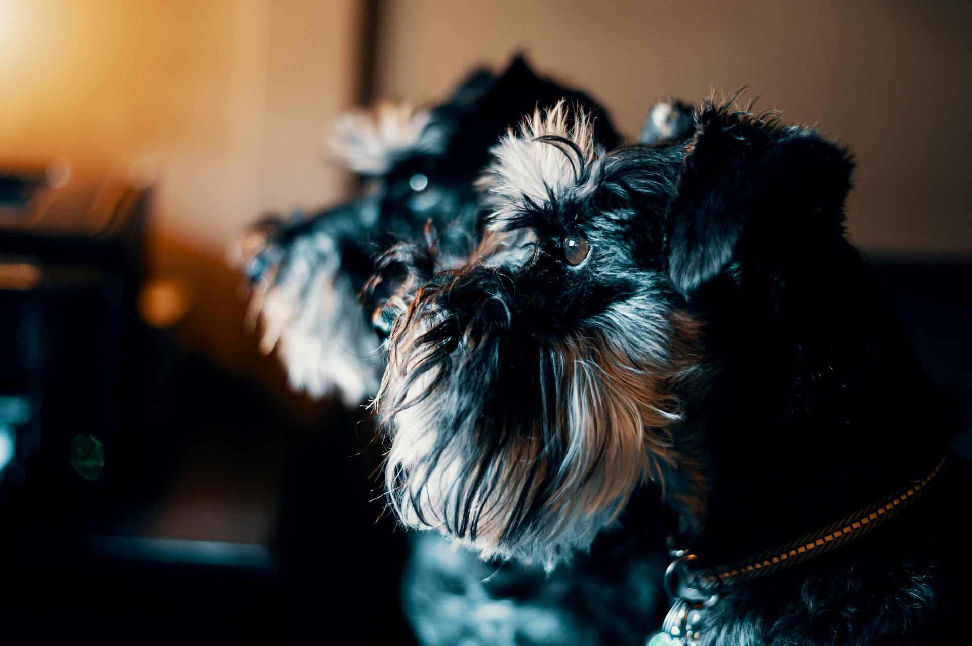 Een close-upfoto van een schnauzer