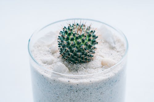 Gratis stockfoto met agave, bloempot, cactus