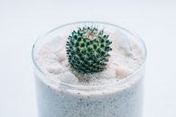 装满沙子的玻璃容器中，仙人掌植物的特写展示了其尖刺的质地