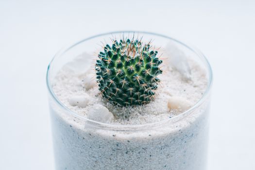 装满沙子的玻璃容器中，仙人掌植物的特写展示了其尖刺的质地
