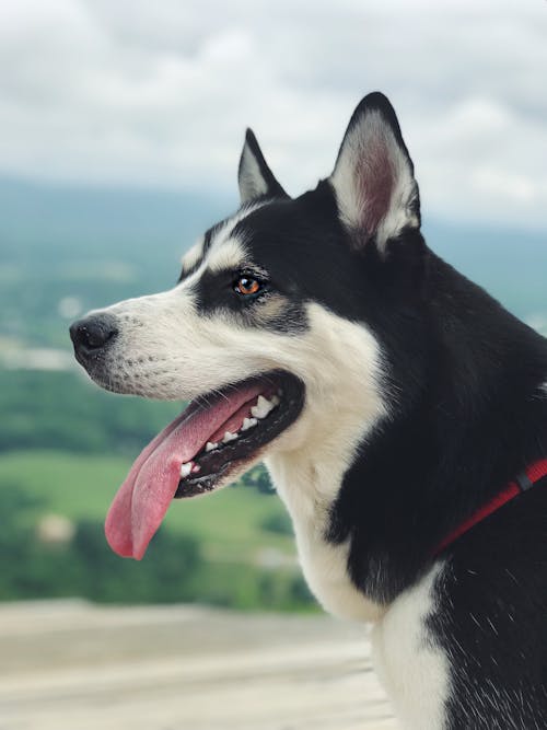 Foto profissional grátis de adorável, animal, animal de estimação