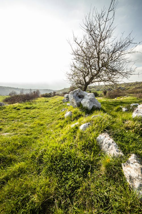 Grassy hill with stones and tree