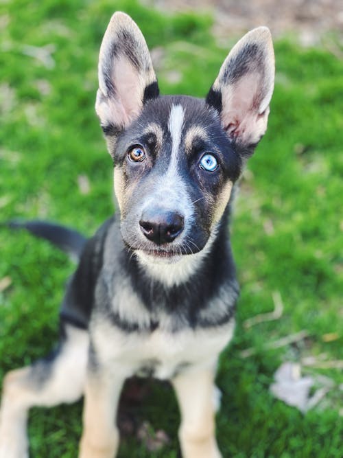 Free Close-Up Photo Of Dog Stock Photo