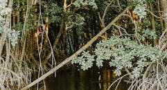 探索宁静的红树林，这里有郁郁葱葱的绿色植物和静水，是自然爱好者的理想选择