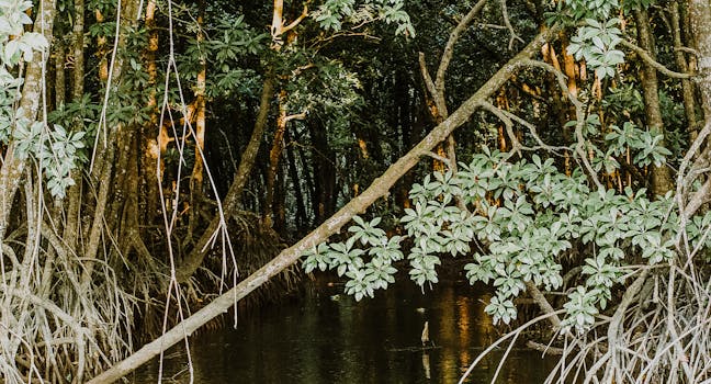 探索宁静的红树林，这里有郁郁葱葱的绿色植物和静水，是自然爱好者的理想选择