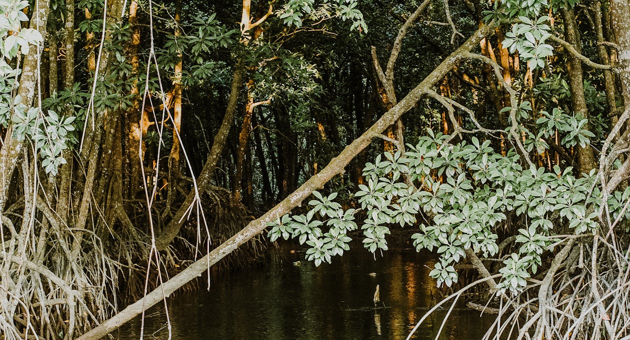 Pianta Dalle Foglie Verdi