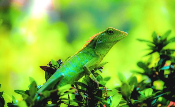 gecko photo