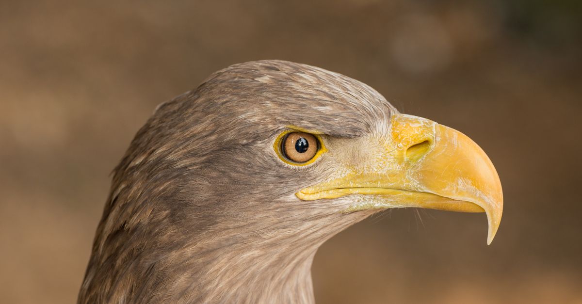 Donjon des Aigles : Visite et Prix 2026