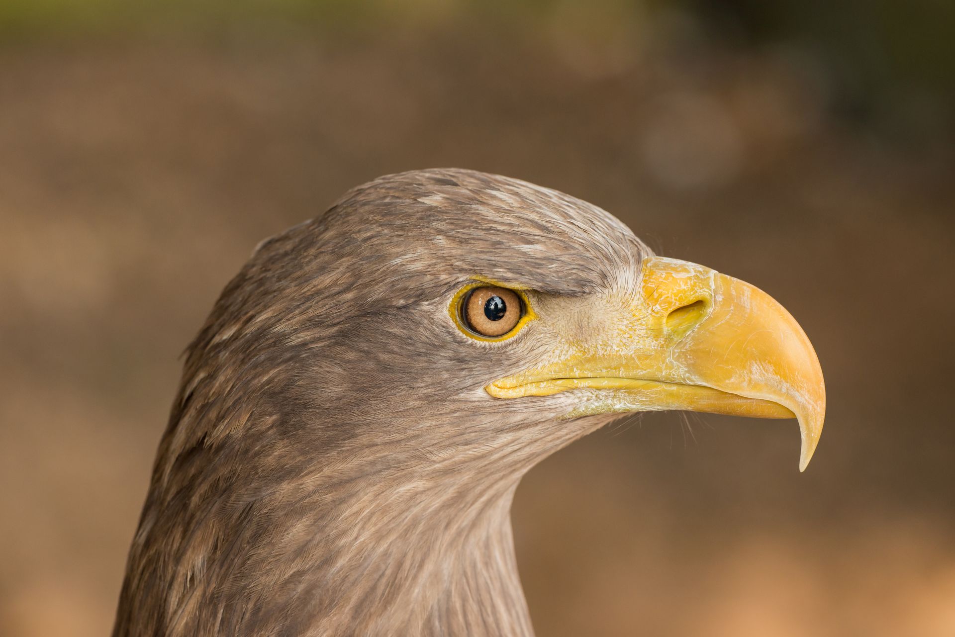 Side view of powerful white tailed eagle bird with yellow beak in wild nature
