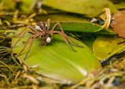 High angle of semi aquatic raft spider feeding while standing on green plant leaf in puddle