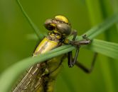 Closeup of bright yellow western clubtail dragonfly sitting on green leaf against blurred environment