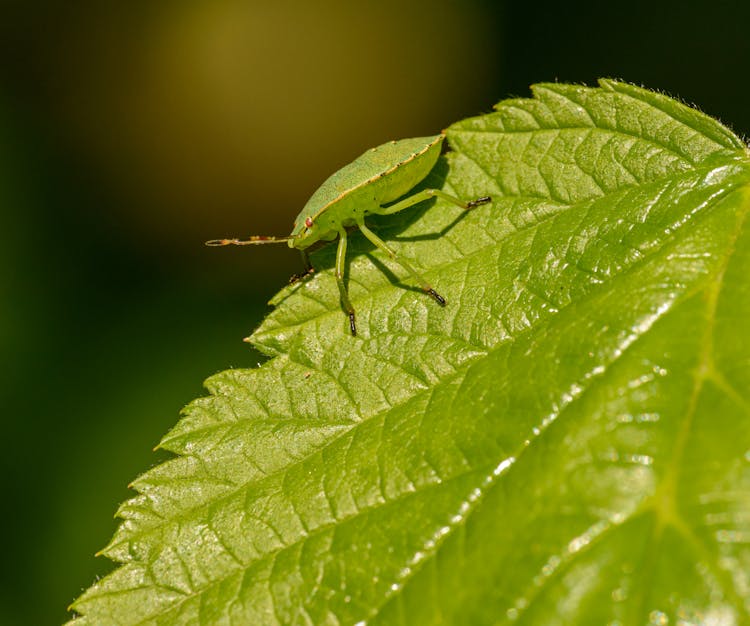 Mimicry Of Green Soldier Bug On Fresh Leaf