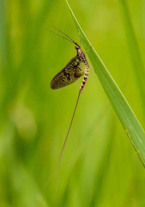 Free Closeup of small Ephemera simulans mayfly sitting on tall green grass in field on sunny day Stock Photo
