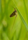 Closeup of small Ephemera simulans mayfly sitting on tall green grass in field on sunny day