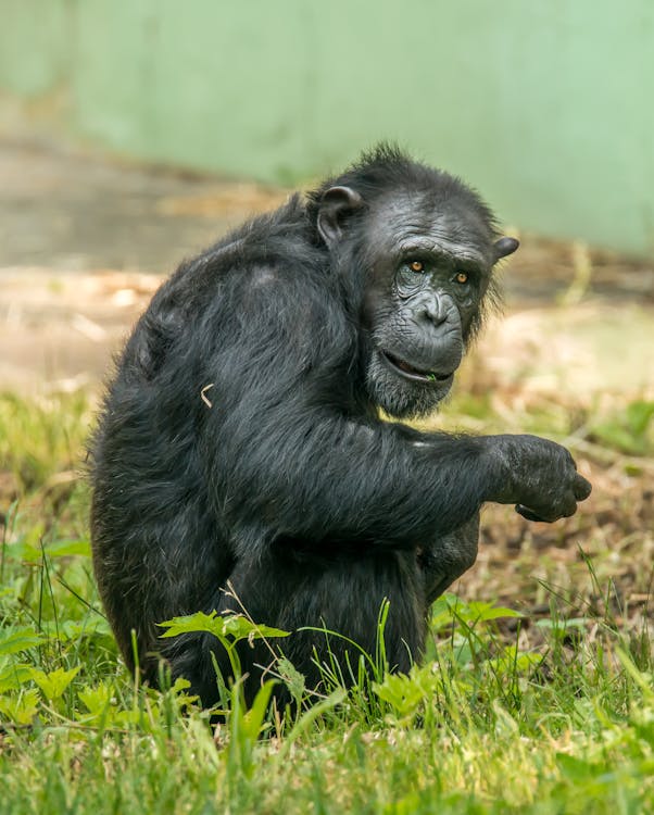 チンパンジー, フォーカス, モンキーの無料の写真素材