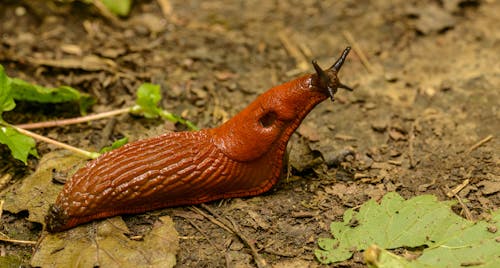 Closeup of land slug crawling in woods