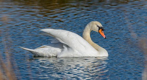 Photo Of White Swan On Water