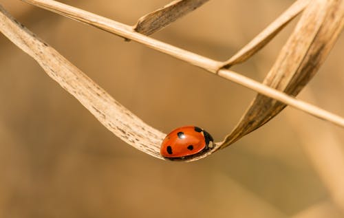 Closeup of seven spot ladybird beetle standing on dry plant leaf in countryside under sunlight