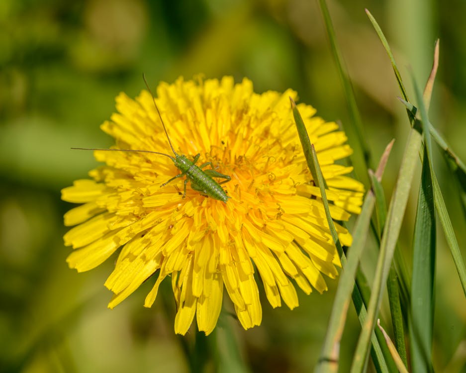 From above of speckled bush cricket sitting on bright yellow dandelion in green garden on sunny day