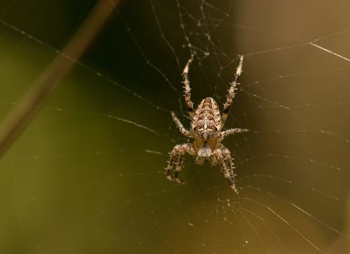 Araneus diadematus spider on thin cobweb