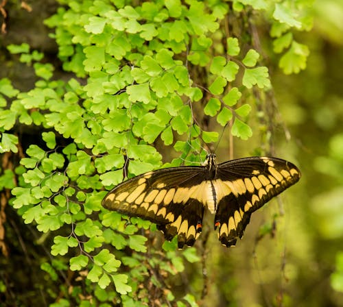 Free Photo Of Butterfly On Leaves Stock Photo