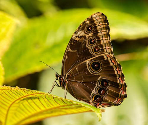 Free Close-Up Photo Of Butterfly Stock Photo