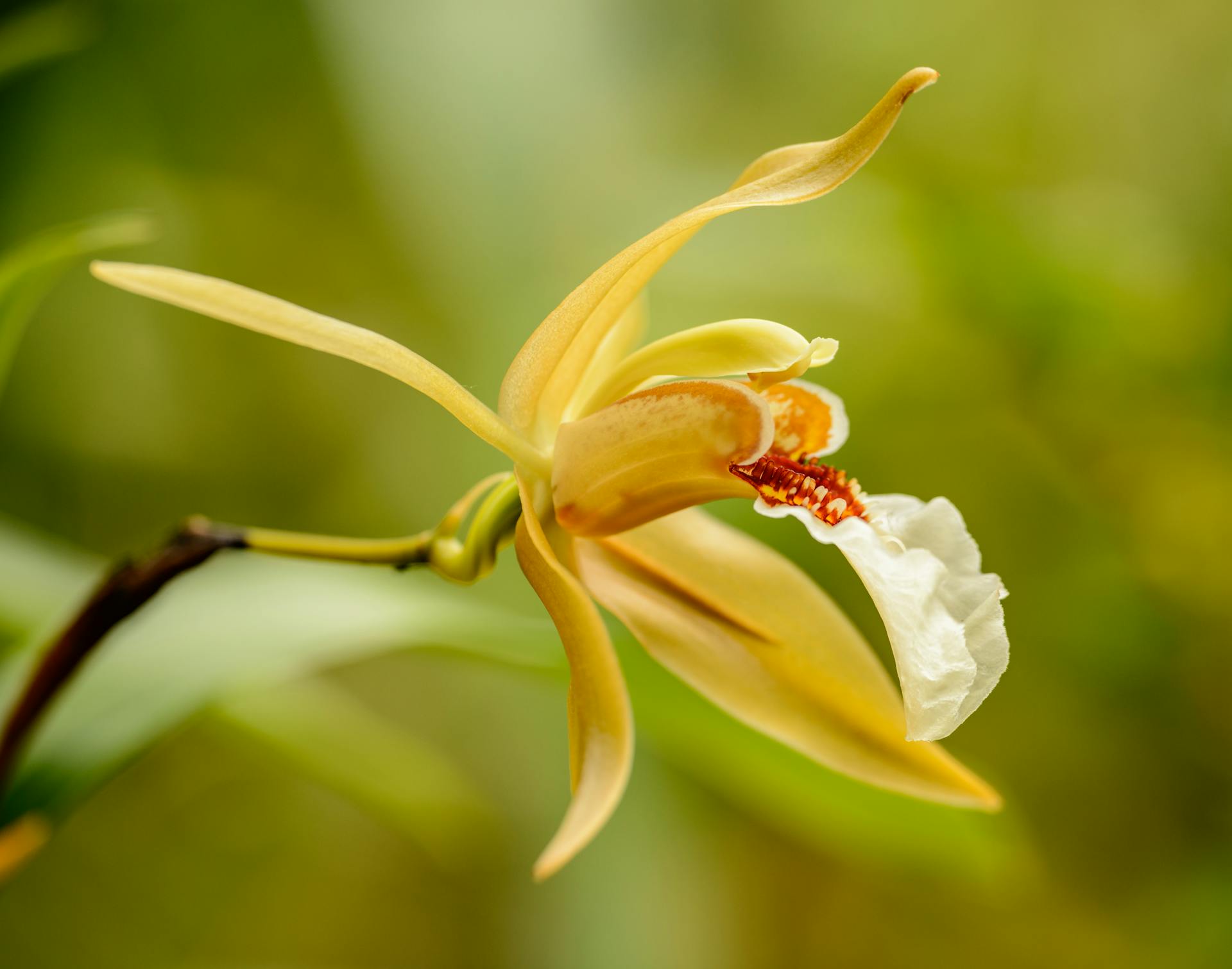 Close-up van een levendige gouden orchidee in volle bloei, met delicate bloemblaadjes en ingewikkelde stammen.