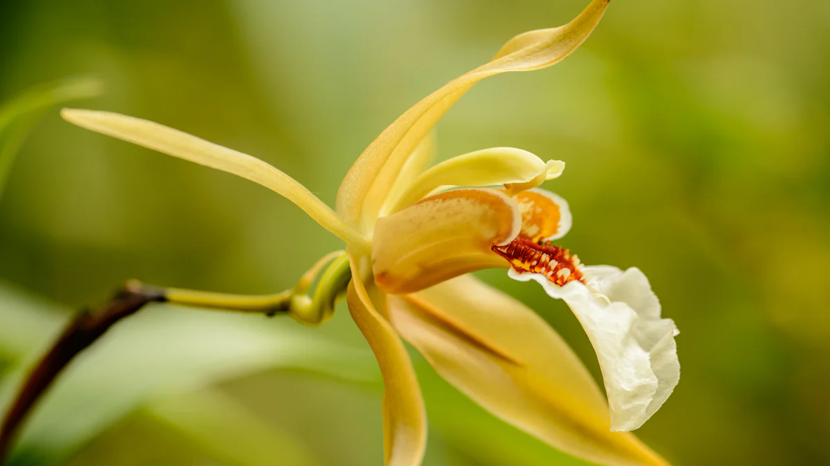 Decoding Ylang Ylang's Aroma: What Does Ylang Ylang Smell Like?