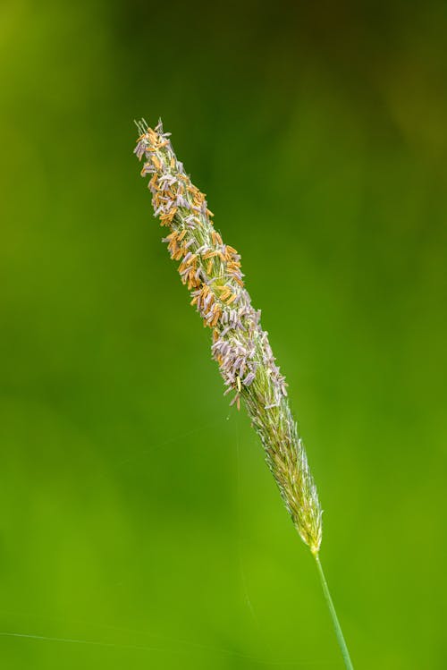 Spikelet of Alopecurus myosuroides grass with tiny gentle flowers