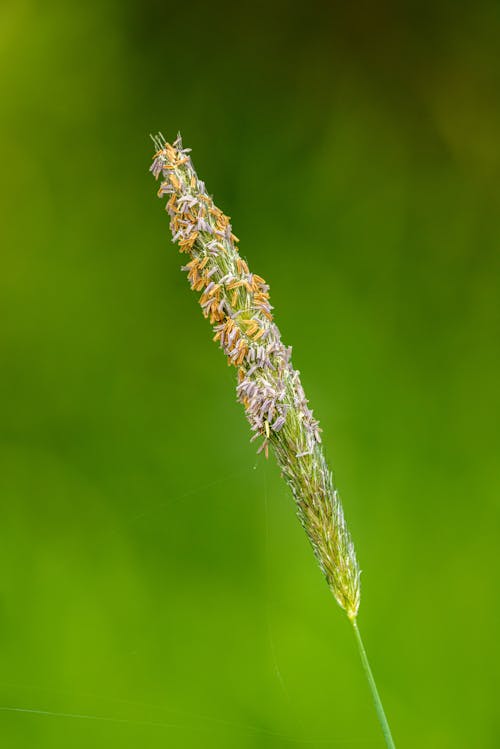 Foto d'estoc gratuïta de a l'aire lliure, agricultura, amable