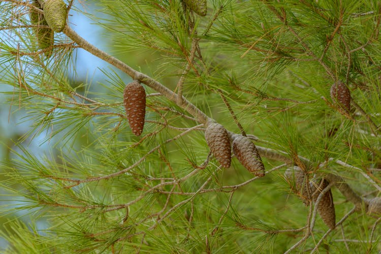 Pines Growing From Branch Of Conifer Tree