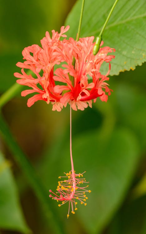 Close-Up Photo Of Red Flower