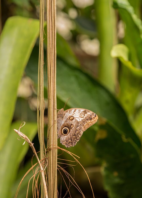 Free Close-Up Photo Of Brown Butterfly Stock Photo