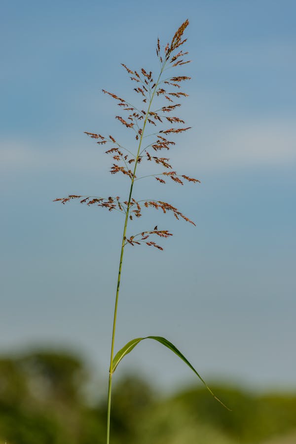 Low angle of tiny delicate Johnson grass plant with small seeds on stems growing in rural meadow against blue sky
