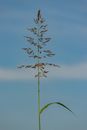 Gentle Johnson grass plant against blue sky