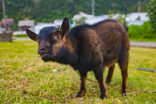 Fotos de stock gratuitas de adorable, agricultura, al aire libre