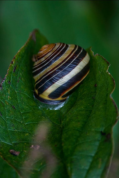 Grove snail on fresh green leaf
