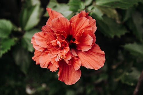 Free Close-Up Photo Of Red Flower Stock Photo