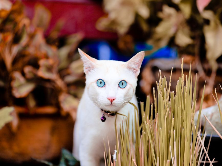 Close-up of a white cat with striking blue eyes amidst garden plants, showcasing natural beauty.