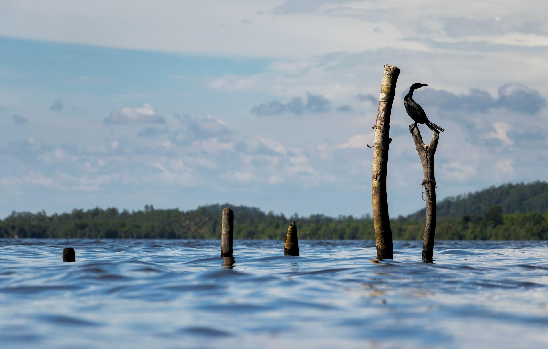 A lone cormorant perches on a wooden post in a tranquil Sri Lankan lake, under a cloudy sky.