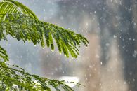 冬日阳光明媚，森林里针叶树潮湿的绿色树枝在雨中生长，特写镜头聚焦于此
